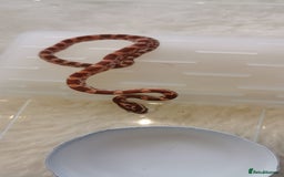 Corn Snake reptiles for sale: Baby corn snakes - Image 1