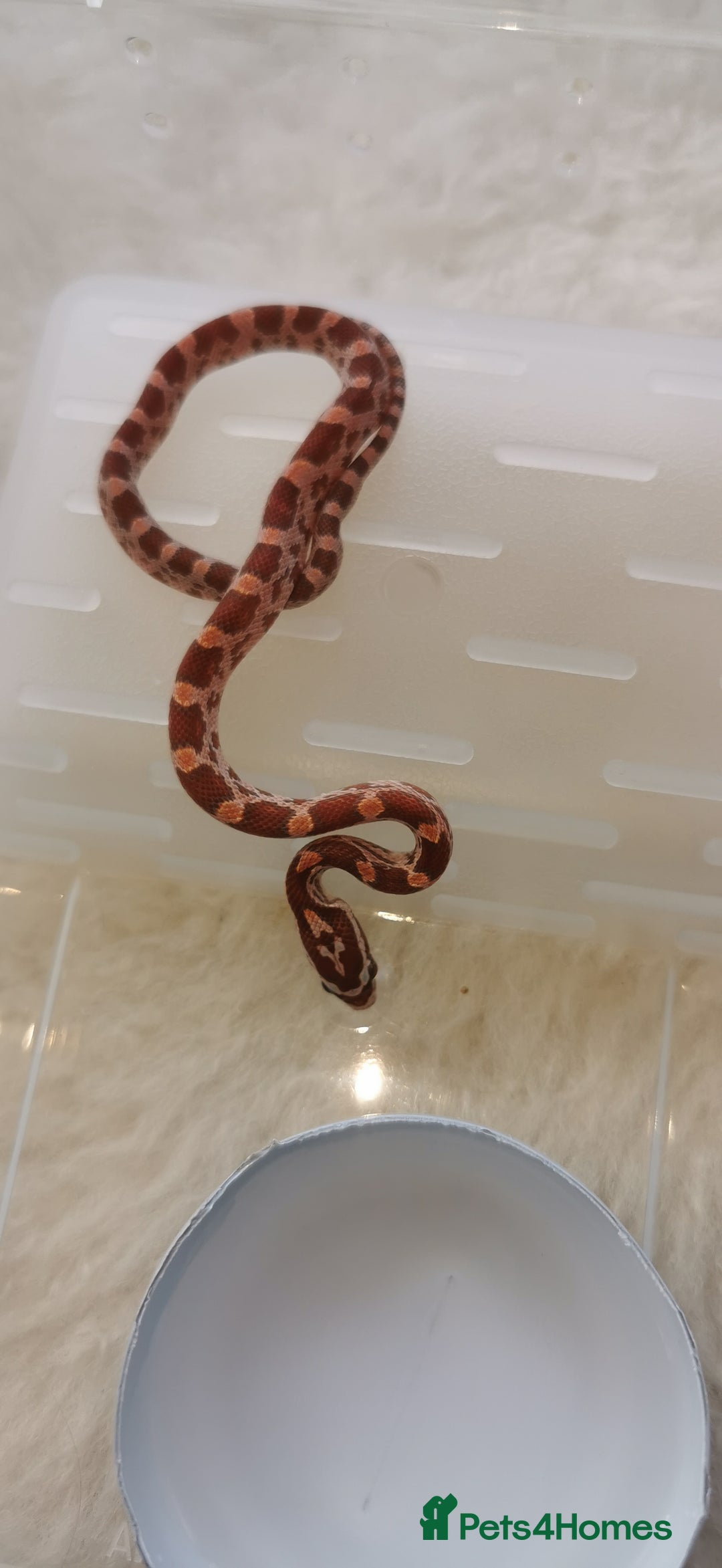 Corn Snake reptiles for sale: Baby corn snakes - Image 1