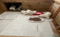 West Highland Terrier dogs for sale: Westie pups - Image 7