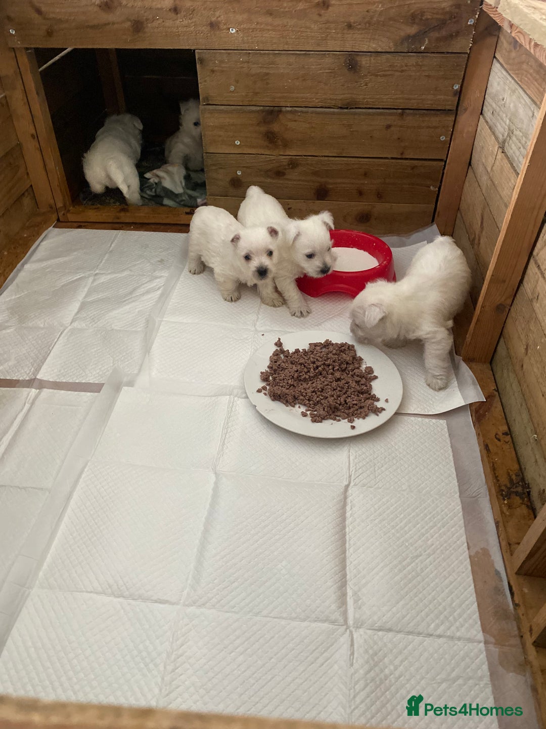 West Highland Terrier dogs for sale: Westie pups - Image 7