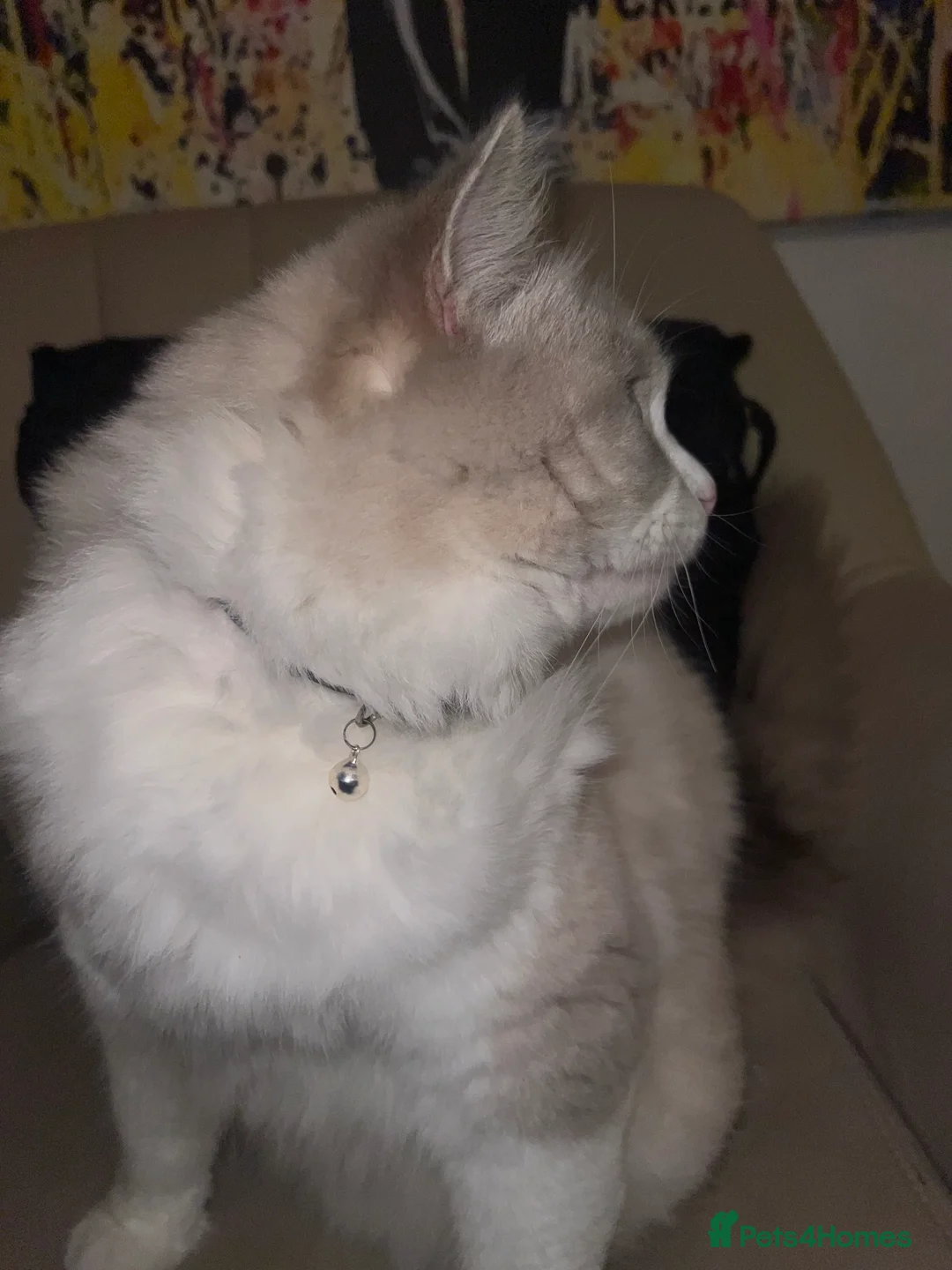 Ragdoll cats for sale: randy - Advert 2