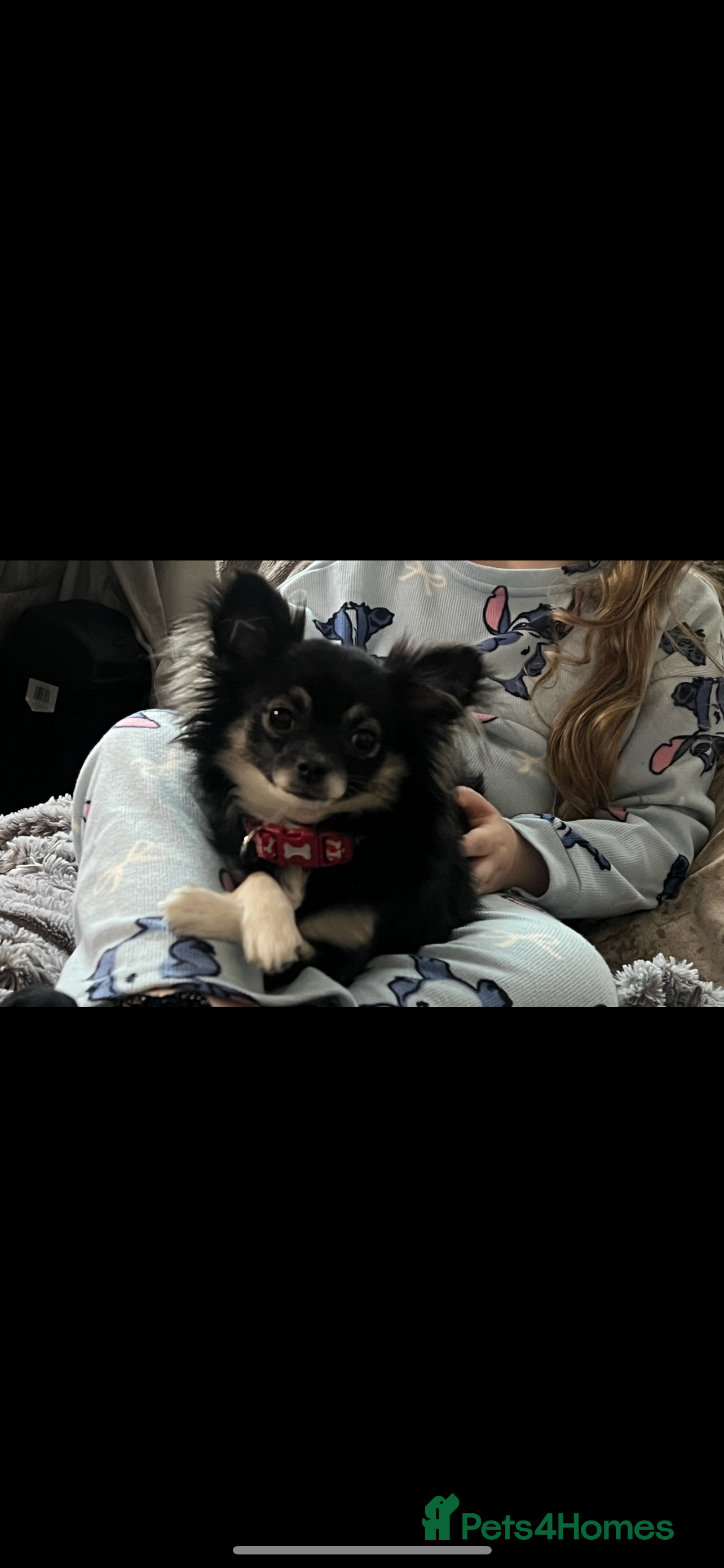 Chihuahua dogs Girl chihuahua - Advert 3