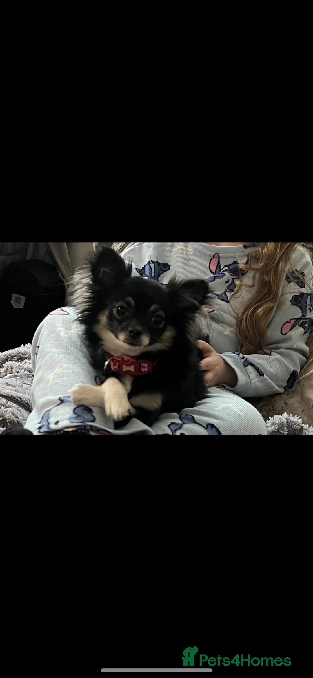 Chihuahua dogs for sale: Girl chihuahua - Advert 1