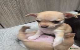 Chihuahua dogs for sale: Chihuahua pedigree pups. Not KC. - Image 36