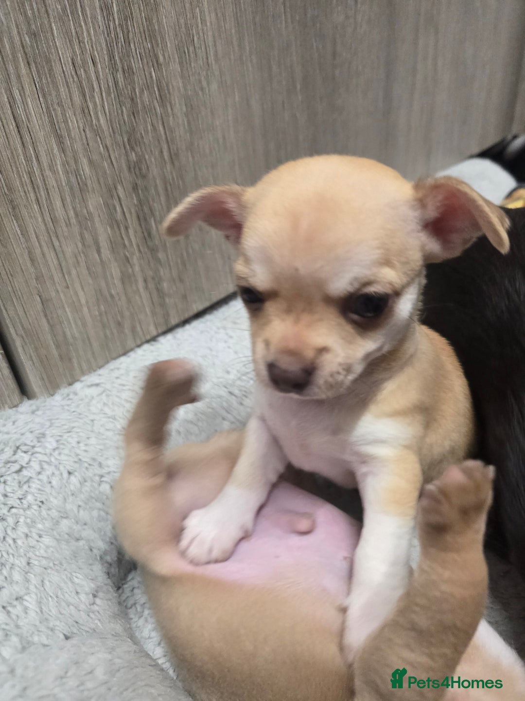 Chihuahua dogs for sale: Chihuahua pedigree pups. Not KC. - Image 36
