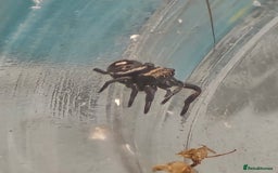 Spiders invertebrates for sale: Jumping spider slings  - Image 4