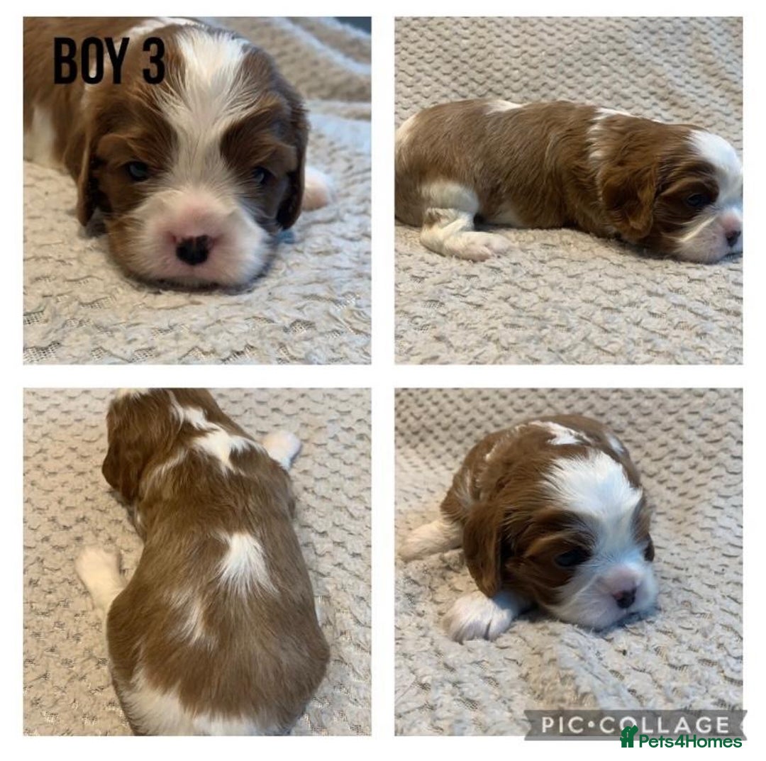 Cavalier King Charles Spaniel dogs for stud: Merlesque 5⭐️ cavalier stud DNA/Heart/Eye tests in Birmingham - Advert 22
