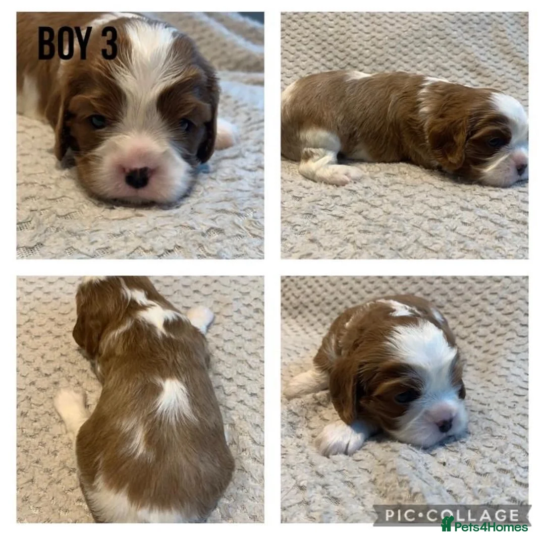 Cavalier King Charles Spaniel dogs for stud: Merlesque 5⭐️ cavalier stud DNA/Heart/Eye tests in Birmingham - Advert 22
