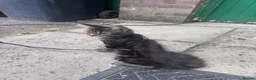 Maine Coon cats for sale: Full Maine Coon - Advert 8