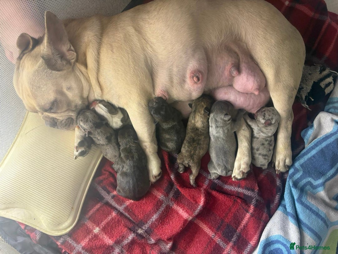 French Bulldog dogs for sale: 7 Stunning French Bulldogs  - Advert 8