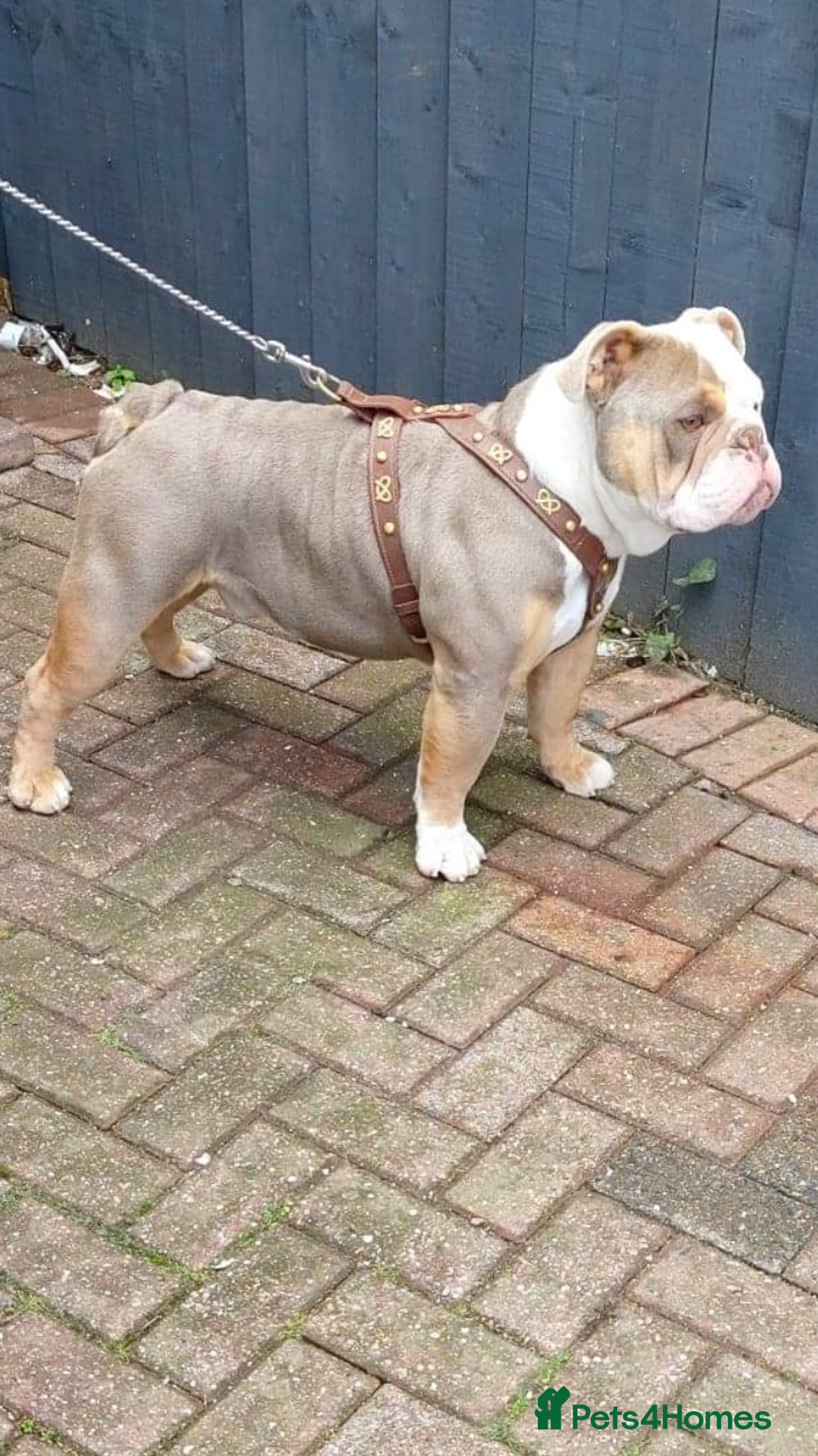 Olde English Bulldogge dogs for stud: Old English bulldog  - Advert 7