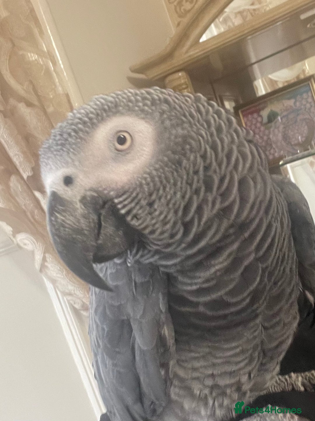 Parrots birds for sale: African Grey Parrot tame brill talker inc cage  - Advert 6