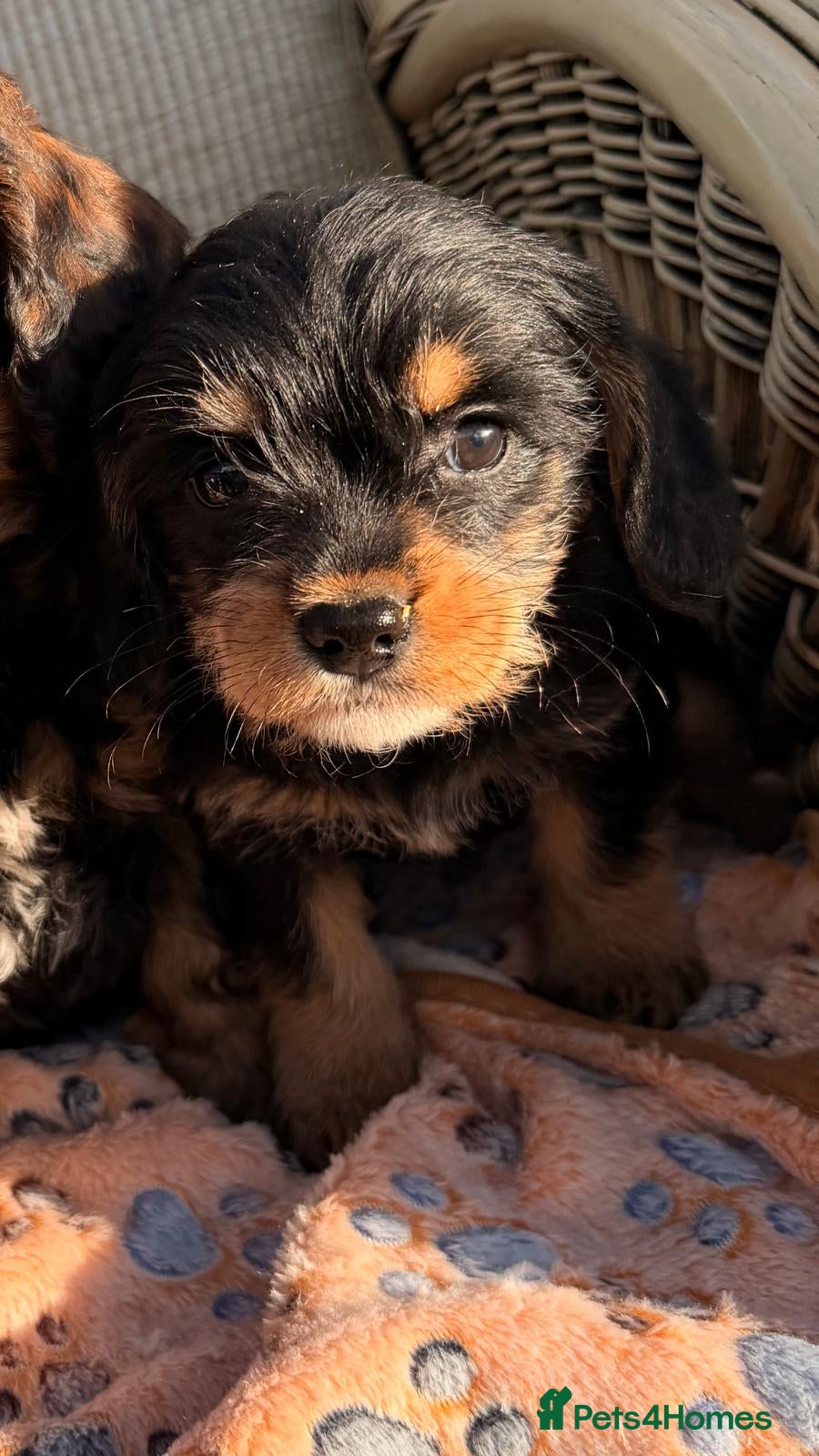 Cockapoo dogs Cockerpoo - Advert 2