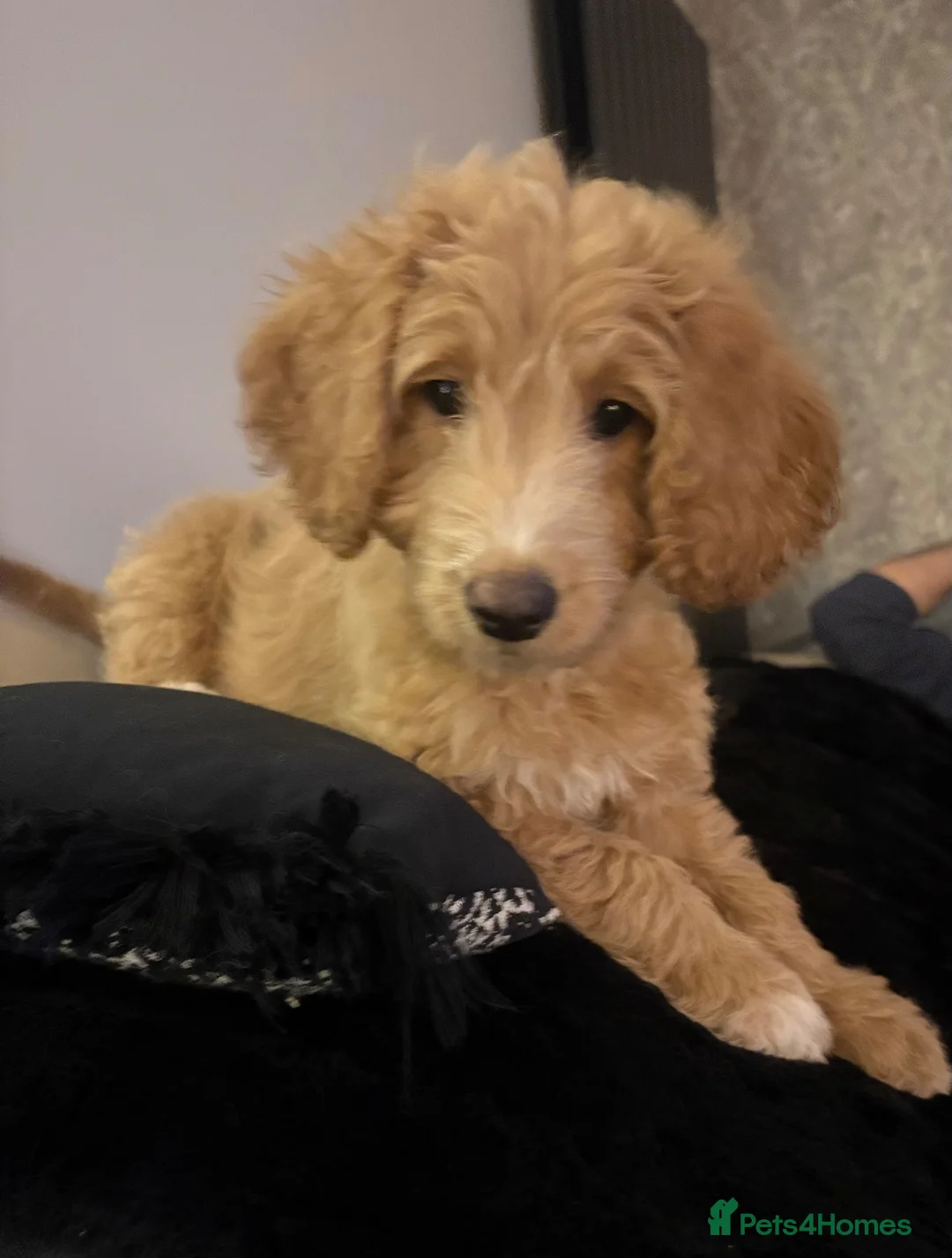 Labradoodle dogs for sale: 2 Girls Remaining! Reduced Miniature Labradoodles - Advert 1