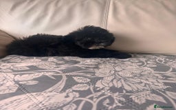 Shihpoo dogs for sale: Shihpoo  - Image 4