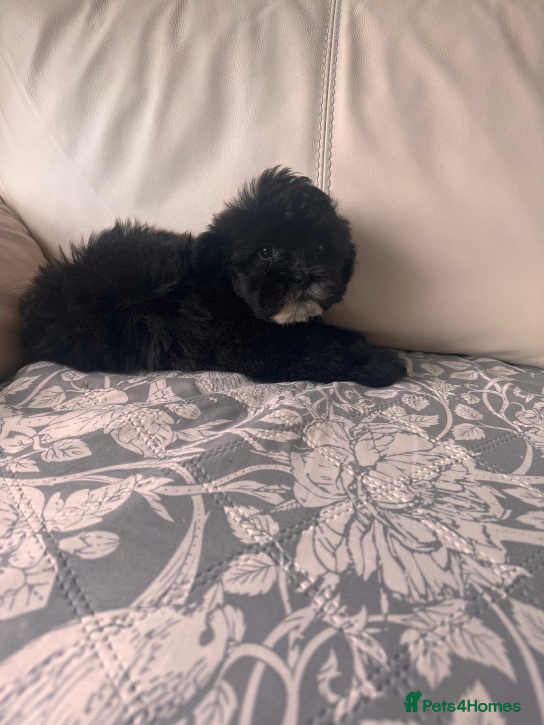 Shihpoo dogs for sale: Shihpoo  - Image 4