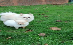 Pomeranian dogs for sale: Miniature Pomeranian puppies  - Advert 7