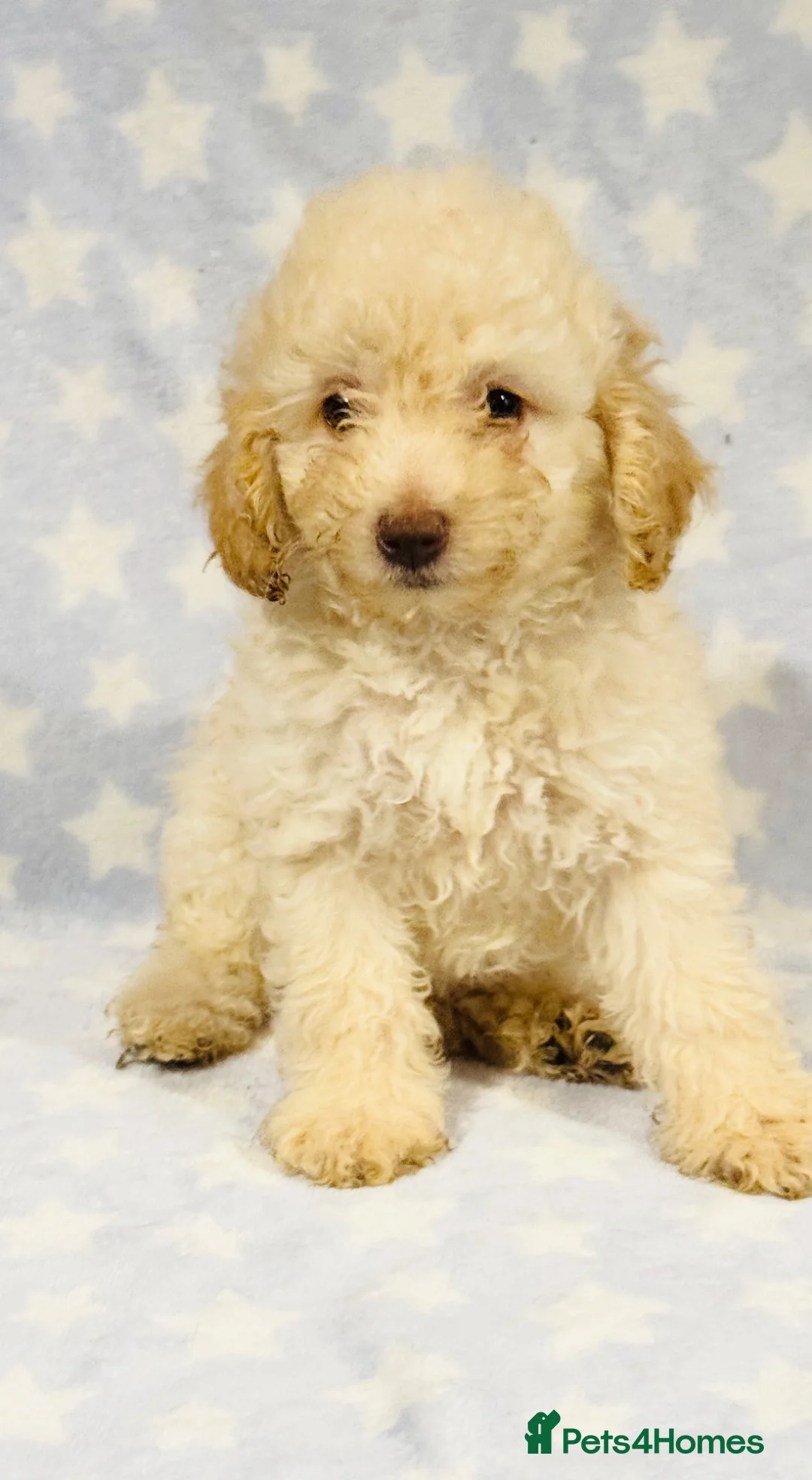Toy Poodle dogs for sale: Beautiful toy poodles, ready now  - Advert 1