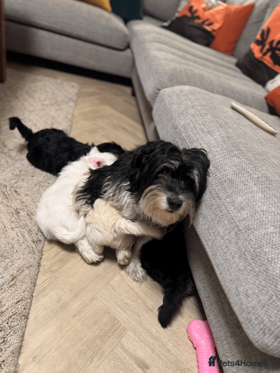 Mixed Breed dogs for sale: Maltese cross yorkshire cross shih tzu for sale - Advert 2