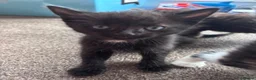 Mixed Breed cats for sale: Beautiful fluffy kittens - Advert 9