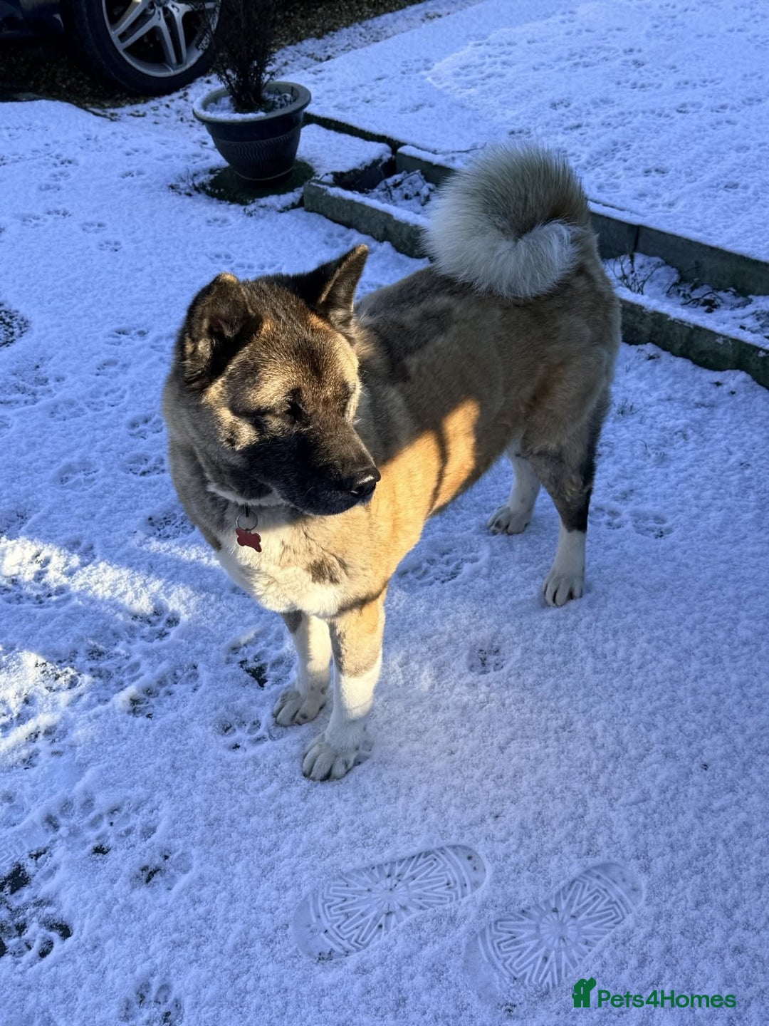 Akita dogs for adoption: Misty - Advert 4