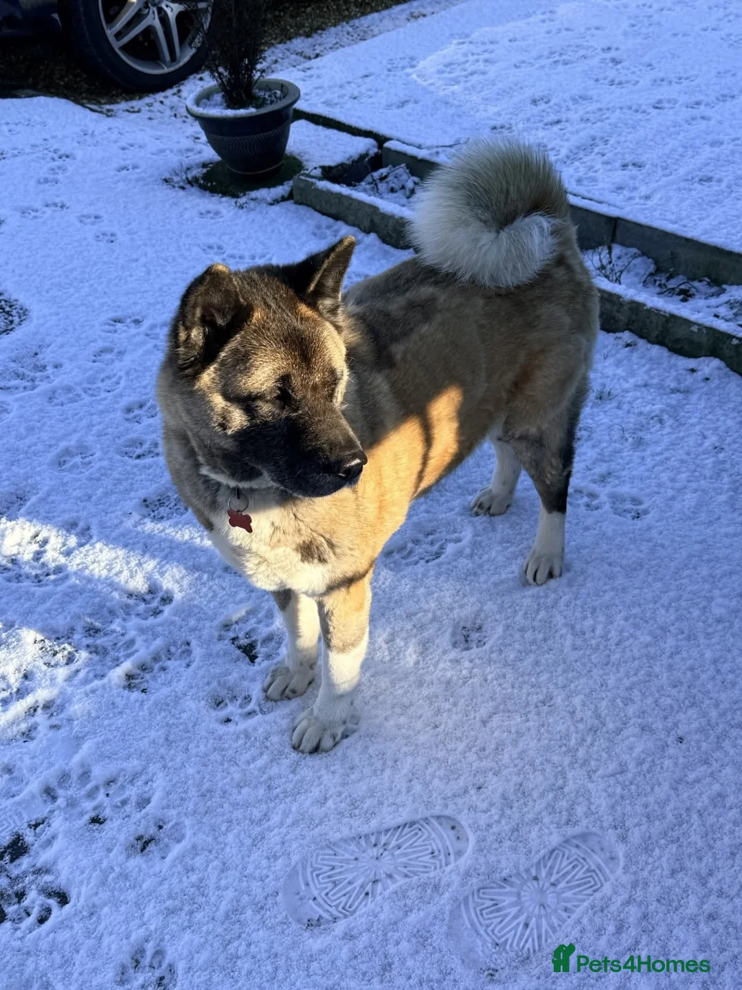 Akita dogs for adoption: Misty - Advert 4