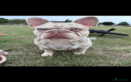 French Bulldog dogs for stud: STUD. New shade Isabella merle.  - Image 5