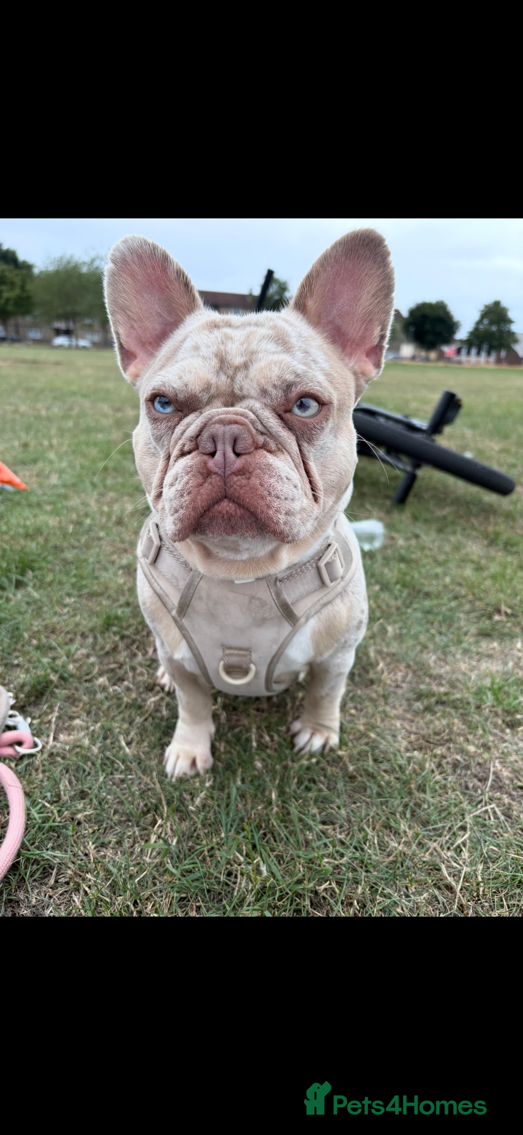 French Bulldog dogs for stud: STUD. New shade Isabella merle.  - Image 5