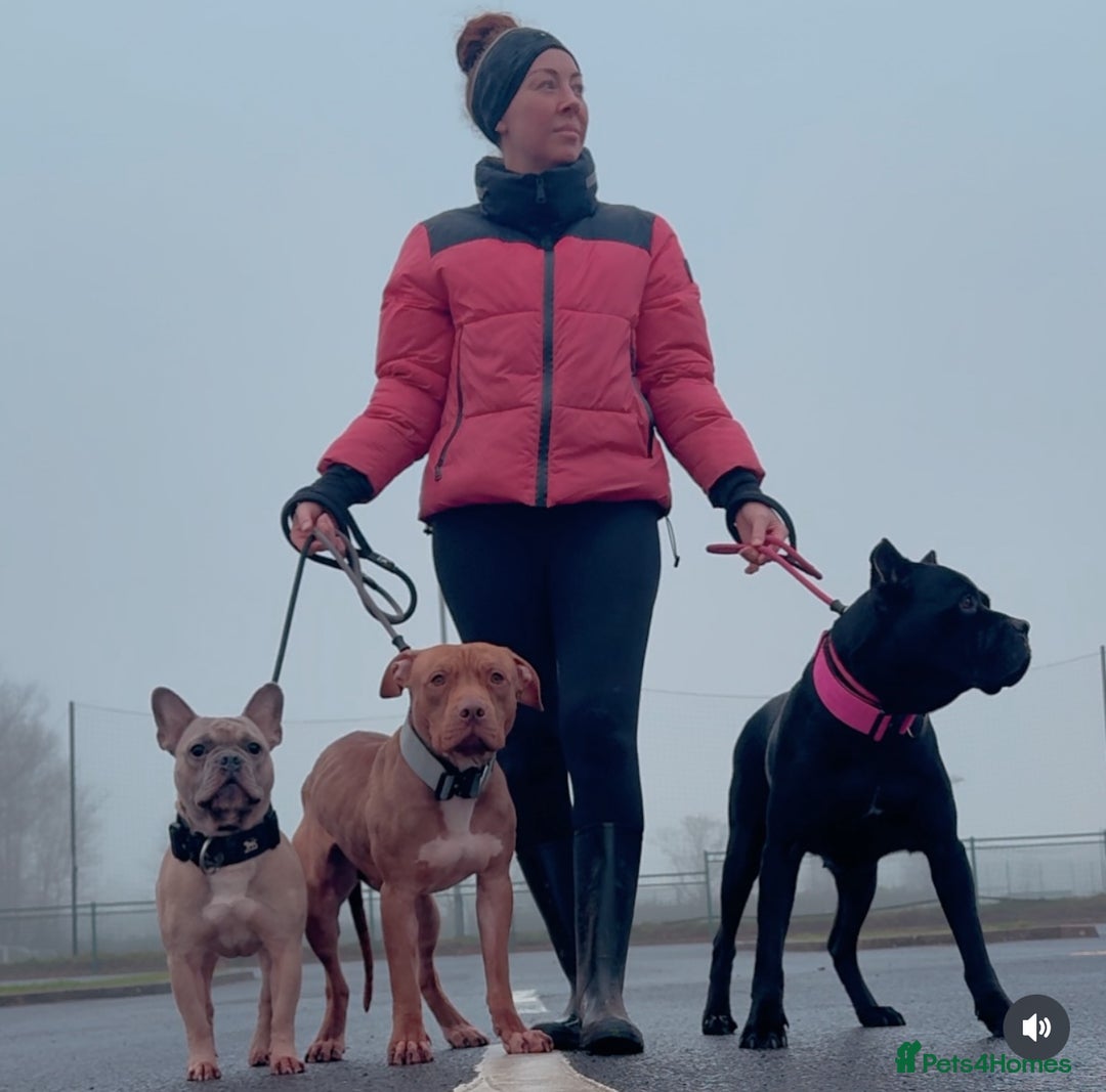 American Bull Staffy dogs for sale: Loving female for adoption  - Advert 8