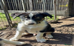 Border Collie dogs for sale: Border collie puppies ** Ready to Leave ** - Image 24