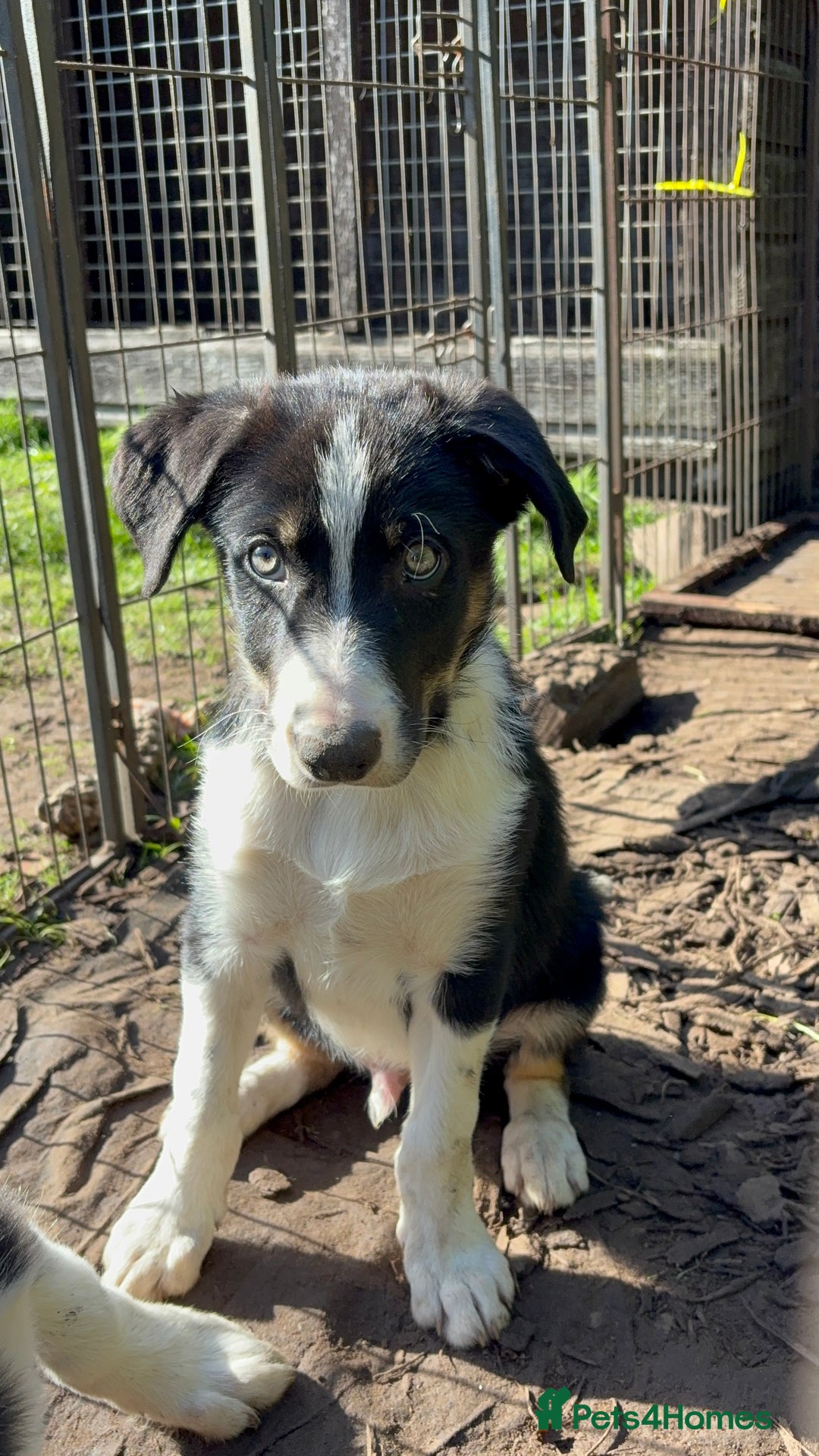 Border Collie dogs for sale: Border collie puppies ** Ready to Leave ** - Image 24