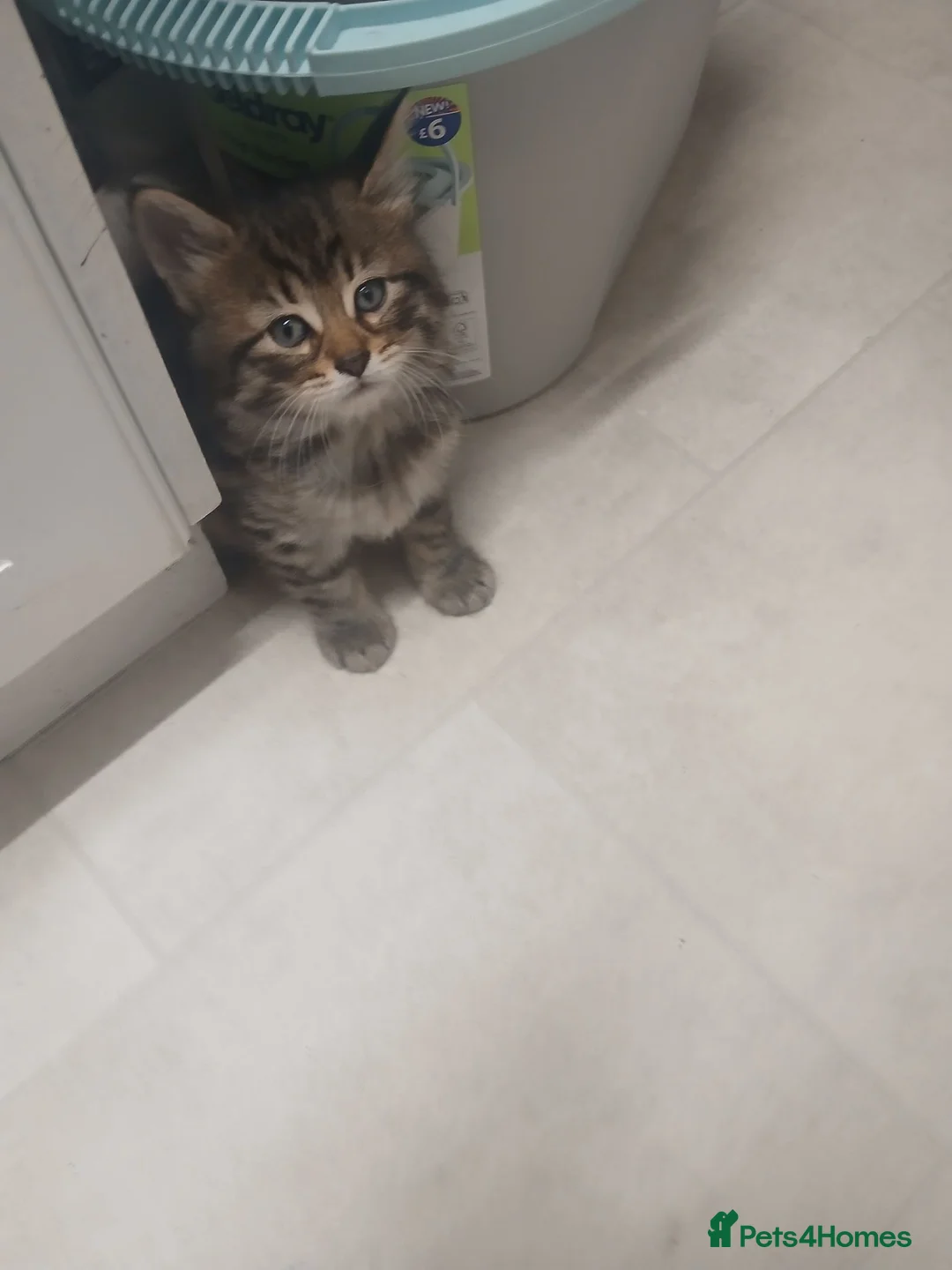 Mixed Breed cats for sale: Kittens - Advert 6