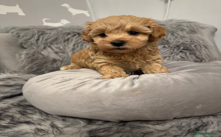 Maltipoo dogs - Advert 5