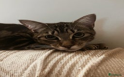 Domestic Shorthair cats for sale: 2x FEMALE 3YO CATS FOR REHOMING - URGENT - Advert 5