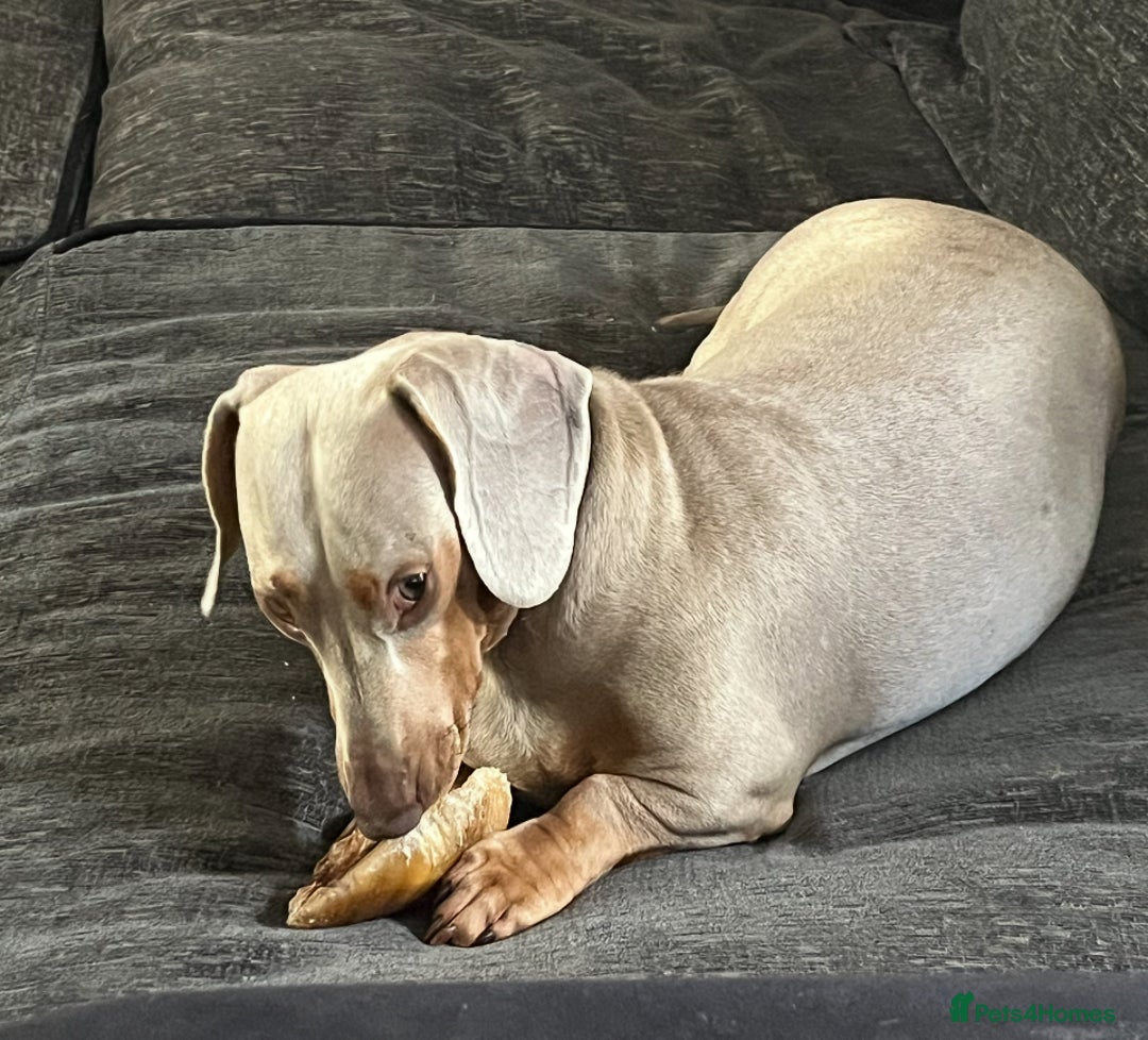 Dachshund dogs for sale: Beautiful Isabella exceptional Pups  - Image 3