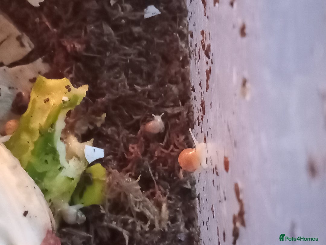 Snails invertebrates for sale: Baby giant African land snails Fulica  - Advert 7