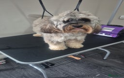 Cockapoo dogs for sale: Female Cockapoo - Image 3
