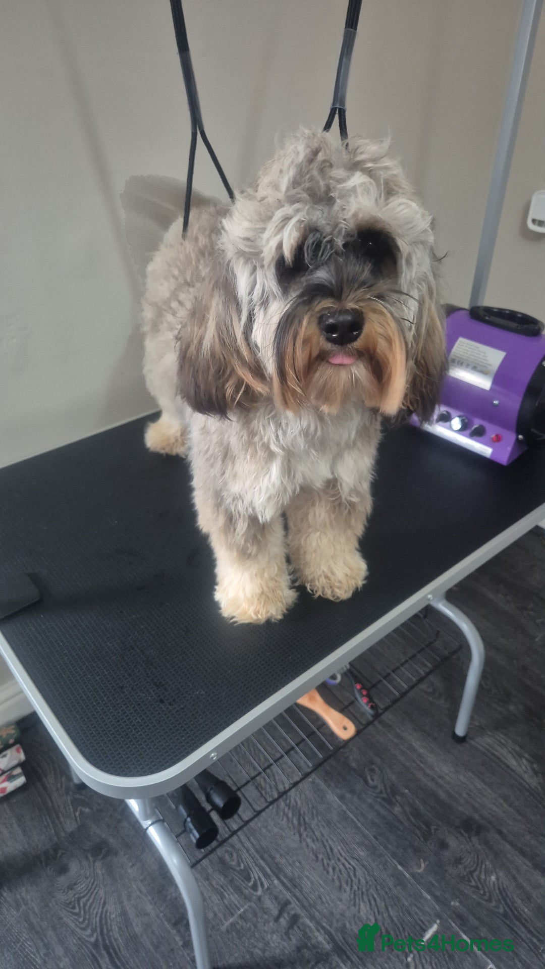 Cockapoo dogs for sale: Female Cockapoo - Image 3