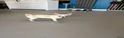 Chihuahua dogs for sale: 4 smooth coat apple head Chihuahua puppies - Advert 11