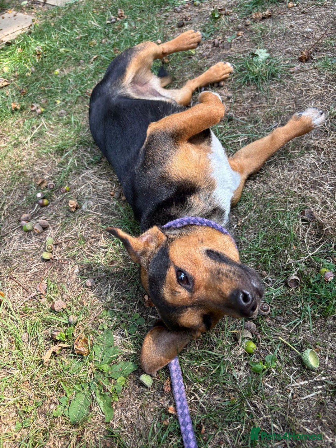 Mixed Breed dogs for sale: Meet Frankie 🌭🐾 - Image 7