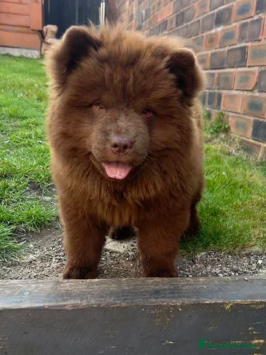 Chow Chow dogs for sale: Chocolate chow chow - Image 3
