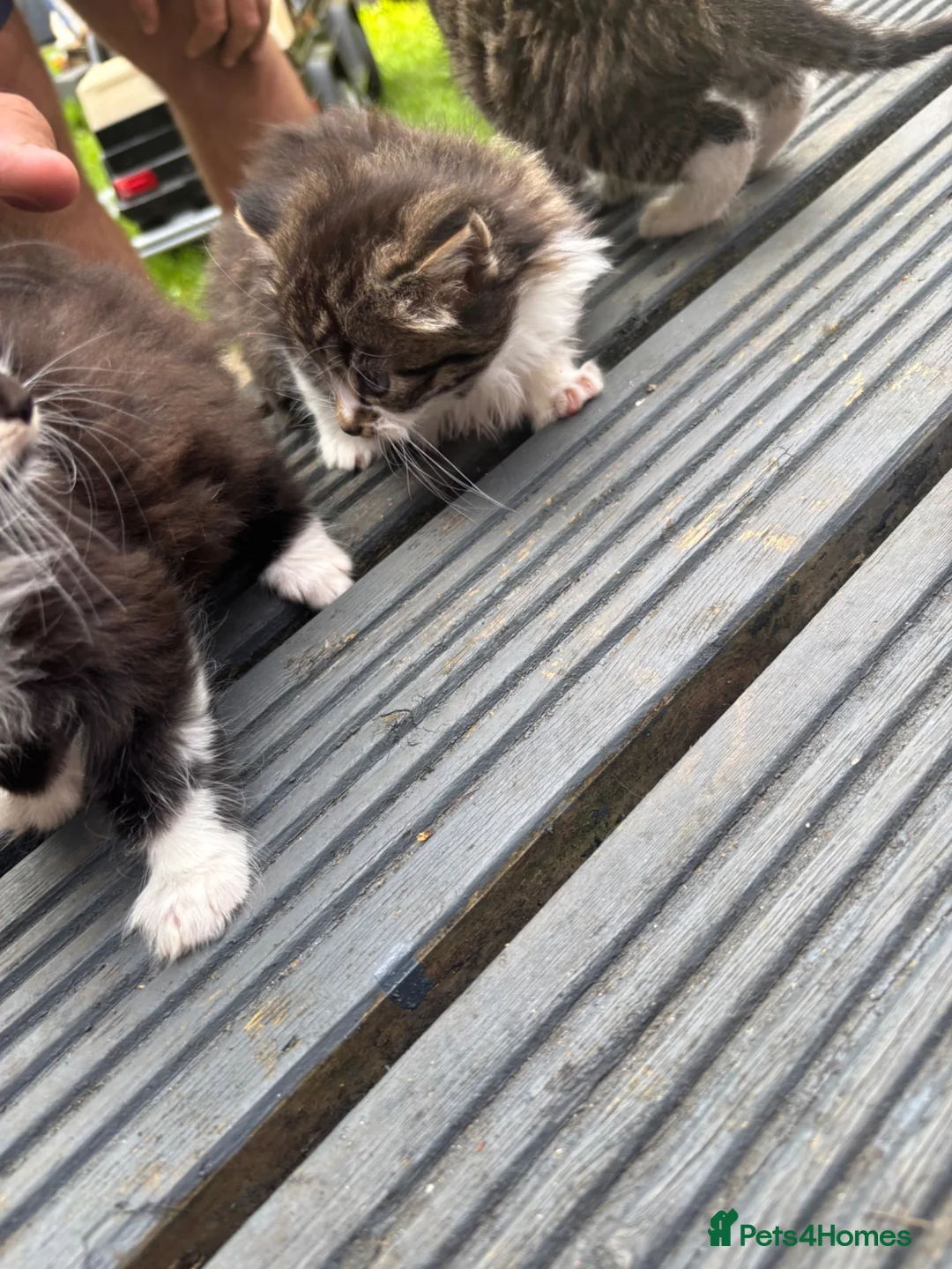 Mixed Breed cats for sale: Beautiful kitten’s  - Advert 2