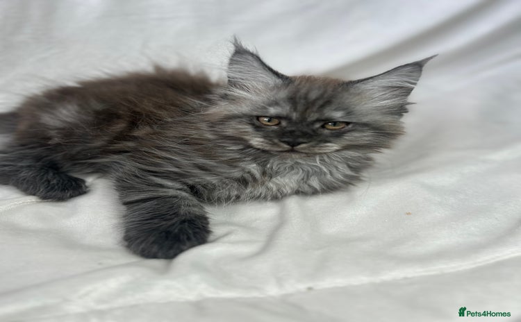 Maine Coon cats - Advert 3
