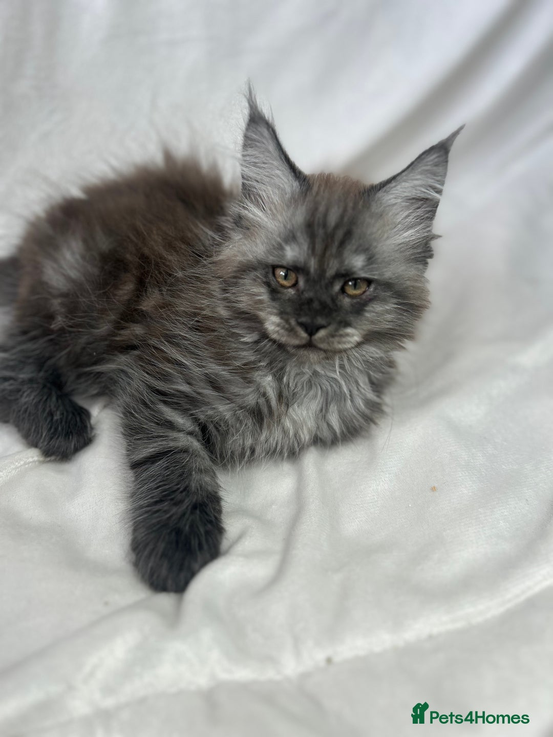 Maine Coon cats for sale: TICA REGISTERD MAINCOON KITTEN’S ⭐️ - Image 10
