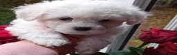 Bichon Frise dogs for sale: Bichon Frise (3 girls left ) - Advert 11