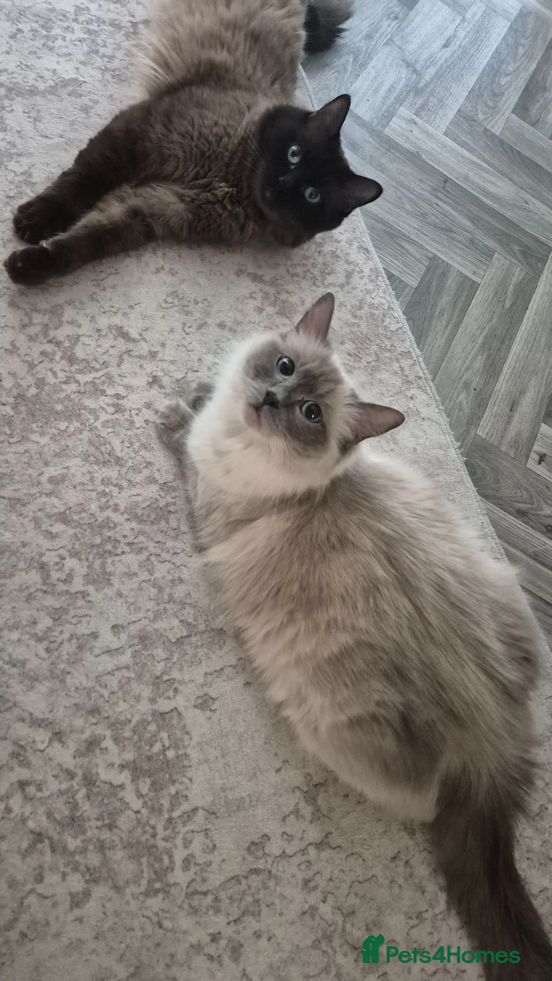 Ragdoll cats for sale: Our beautiful ragdolls 🐾 (ONLY 2 LEFT) - Advert 31