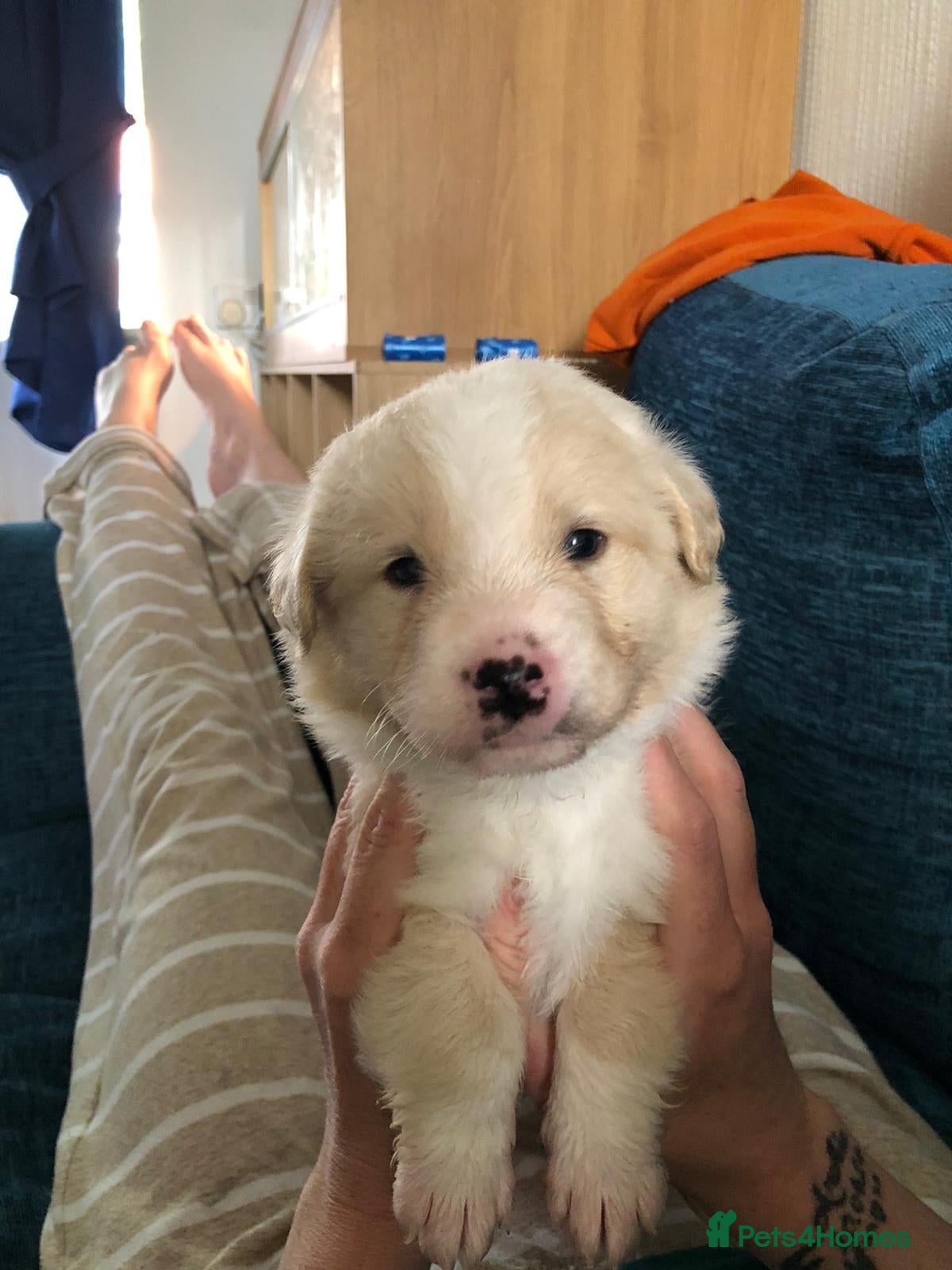 Mixed Breed dogs 2 beautiful boys left from litter of 6 - Advert 14