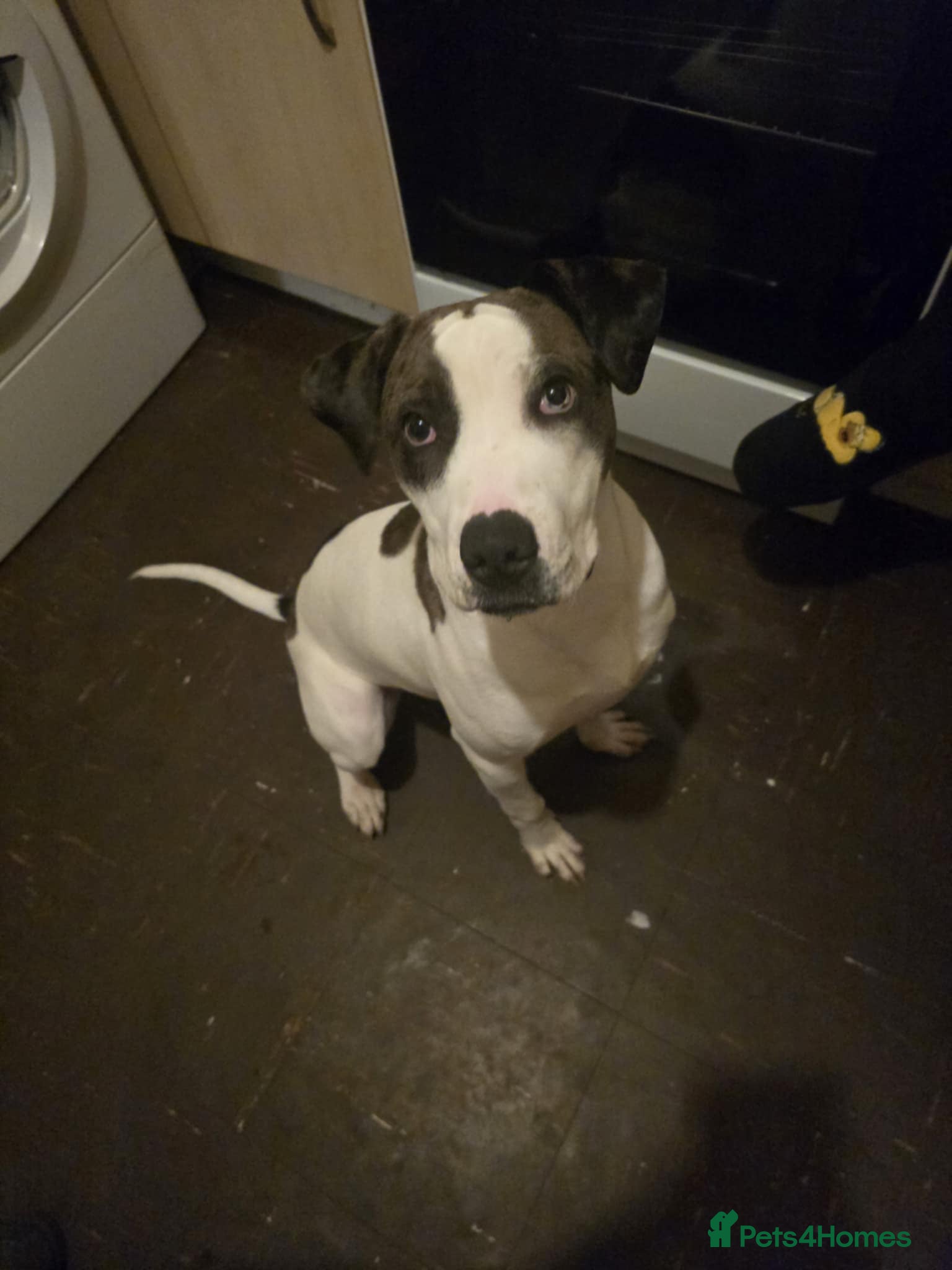 Mixed Breed dogs Alpha blue bloodline bulldog mixed  - Advert 1