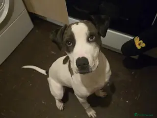 Mixed Breed dogs Alpha blue bloodline bulldog mixed - Advert 1