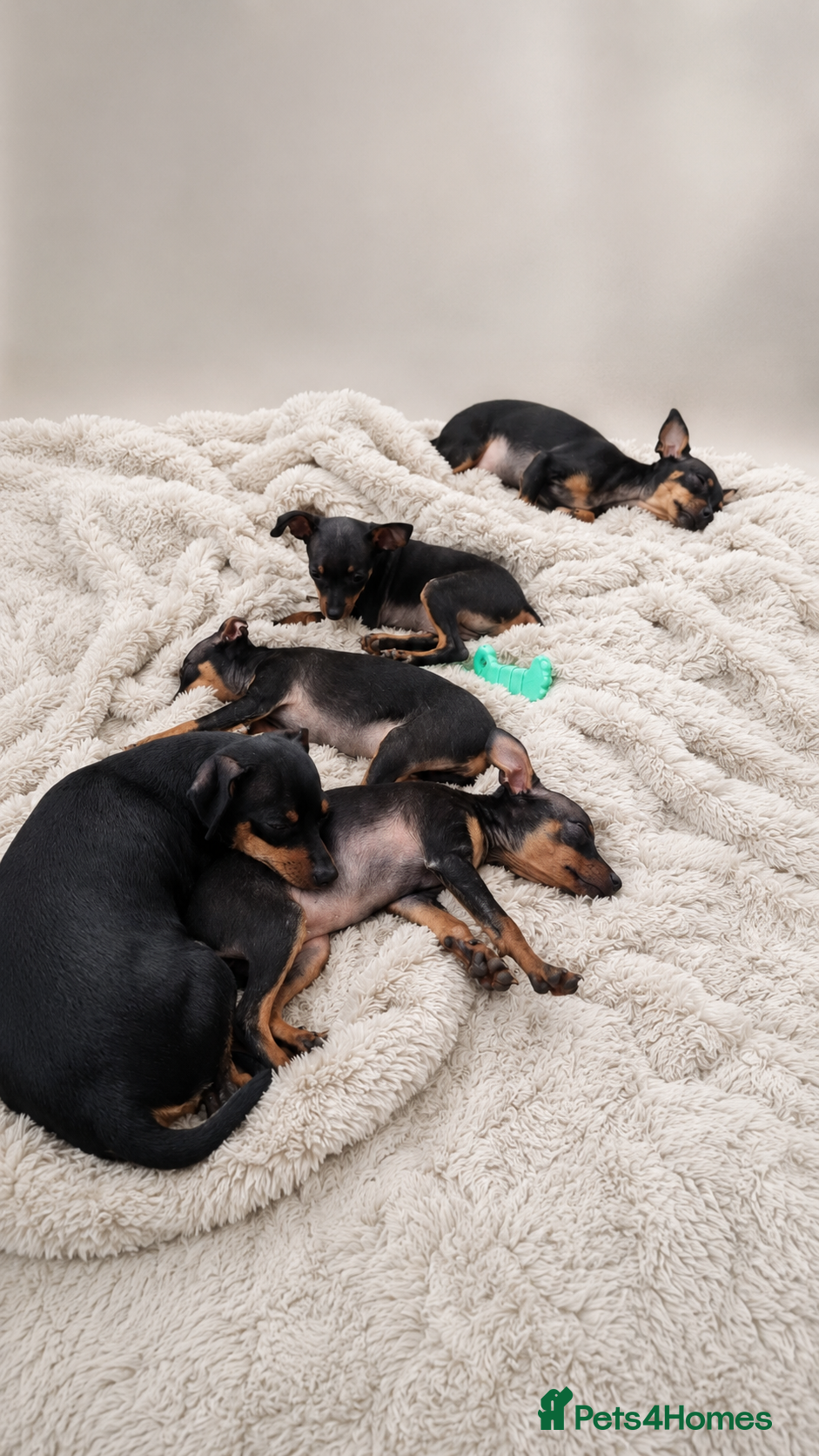 Miniature Pinscher dogs 4 lovely Puppys Prague Ratter (Pražský Krysařík) - Advert 1